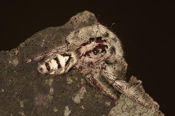 The spider has now turned to the right.