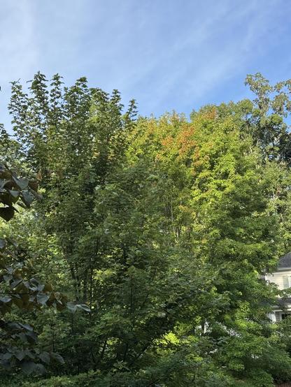 A large maple tree is across a (not visible) street, but at the top, just in the sunshine this morning, part of it is turning red.  A blue sky is visible behind it.

This tree turns the most amazing, flaming red later in the fall, and lights up the whole street.