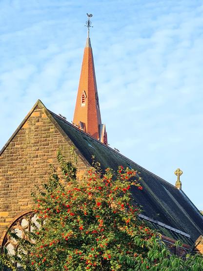 A red sandstone Glasgow church with a tall red tiled spire, in front of which is a tree loaded with red berries.