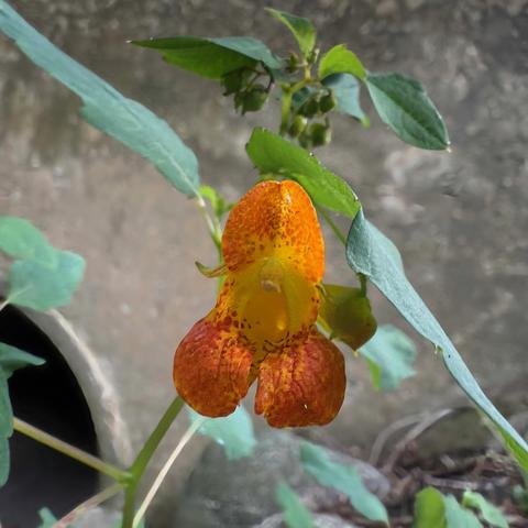Orange jewelweed flower