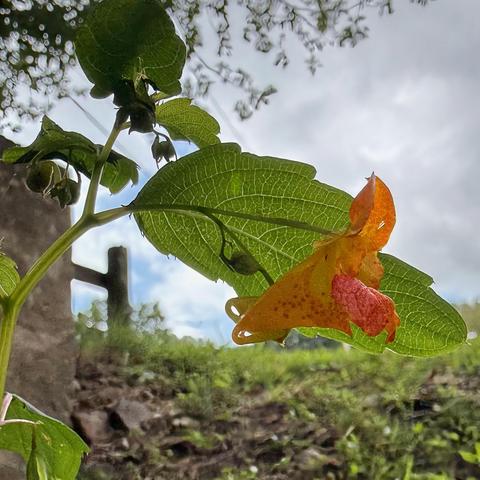 Orange jewelweed flower