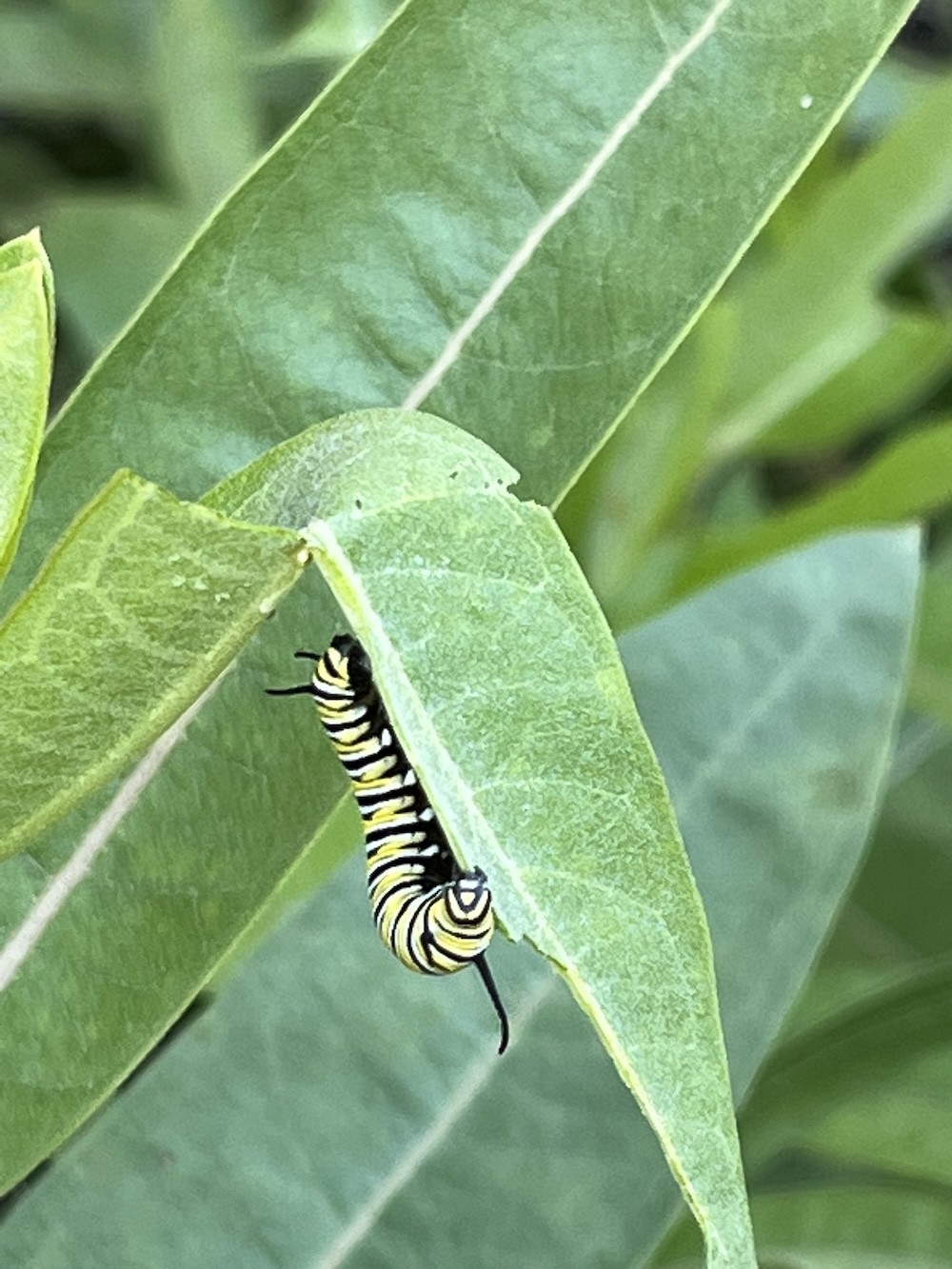 monarch caterpillar