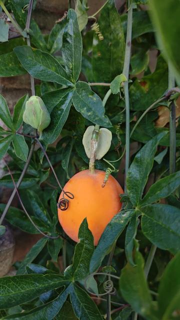 Oranje schijnvrucht van mijn Passiebloem met eromheen blad en wat kronkels
Orangefarbene Scheinfrucht meiner Passionsblume. Mit rundherum Blättern und Kringeln