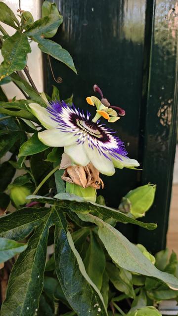 Een bloeiende passiebloem. Wit met een paars en donkerrood binnen leven. Eromheen bladeren 
Eine blühende Passionsblume. Weiß mit violetten und dunkelrotem Innenleben. Rundherum Blätter