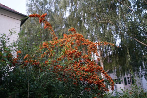Bild fast vollständig grün, bis auf den Kontrast durch orange Früchte am Vogelbeerbaum