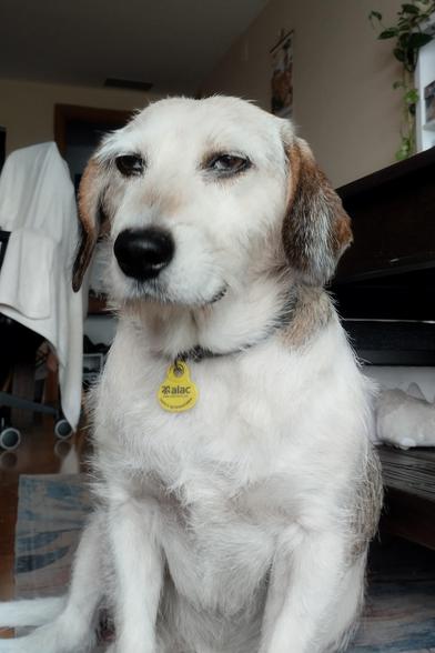 Foto de un perrito sentado mirando directamente a cámara con cara seria, pero confiada