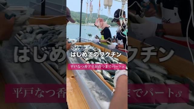 ブリの赤ちゃんにワクチン注射！#shorts
