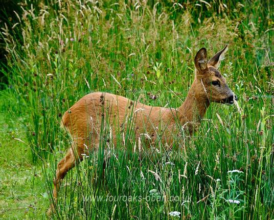 Roe deer  walks amongst garden wildflowers.