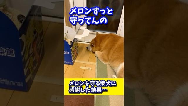 メロンを守る柴犬に感謝した結果… #shibadog #柴犬 #sibainu  #犬のいる生活 #shorts