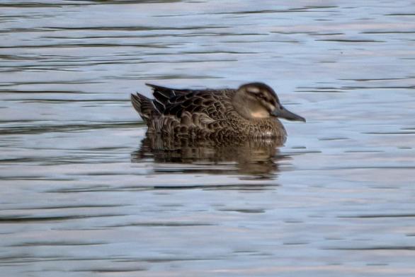 Female Garganey