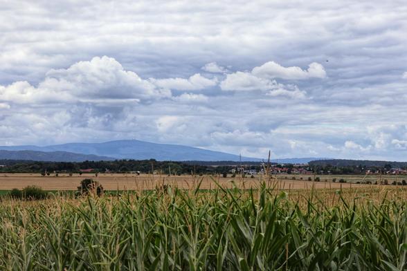 A horizontal landscape shot of a field of tall green maize plants in the foreground, with other cultivated fields stretching towards the background. A small village with red roofs is visible in the distance, nestled between patches of dark green woodland. A long, flat mountain range with a prominent peak is visible on the horizon under a cloudy sky.
