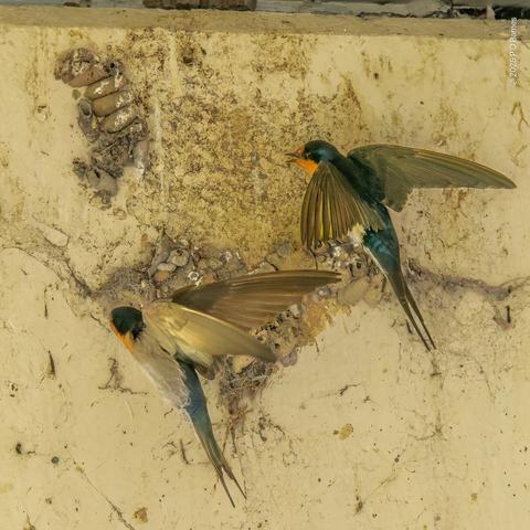 Two nest-building swallows, both in flight next to their putative nest, mostly composed so far of mud-wasp pupa houses. Not in this shot, but in the series, one of the birds brought a long stick which is absolutely useless in this context.