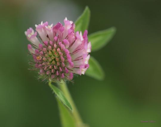 Red clovers are actually pink. There are a lot of tiny flowers on the flower head. These tiny flowers look a bit trompet like and are blooming from the outside in. Four leafs surrounding the flower head. Three of them pointing at the top right of the picture, one to the middle bottom. There is a very small orange brown insect visible on the flower,  probably a little lice or something. The background is blurred.