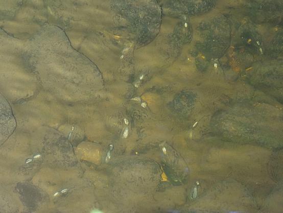 Hell sieht man Ein- und Ausgangsatemöffnungen der Muscheln, die im Substrat sitzen.