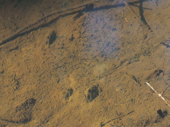 Im unteren Bildteil mittig zwei Muscheln, eingegraben im Substart. Man sieht nur  Ein- und Ausgangsatemöffnungen.