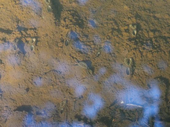 Mindestens 9 Muscheln sieht man hier filtrieren.