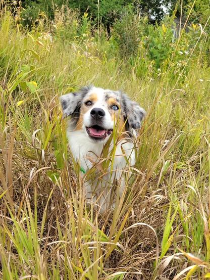 Male, blue merle mini Aussie looking winsome with his mouth slightly ajar, sitting amidst grasses and scrubby plants almost as tall as he is.