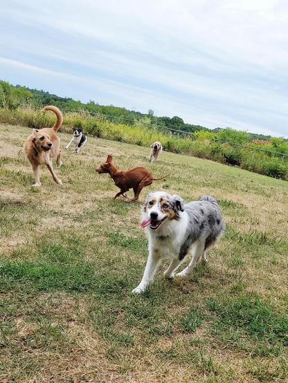 Happy blue merle mini Aussie in foreground of a wide, grassy field, bright eyed and with his tongue hanging out. Four dogs of various types and colours running around in the background, looking busy and playful.