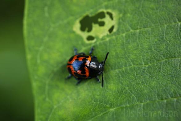 Swamp Milkweed beetle on a leaf with a hole eaten into the milkweed leaf next to it. The swamp milkweed beetle has a bright red body with black spots. Macro photograph