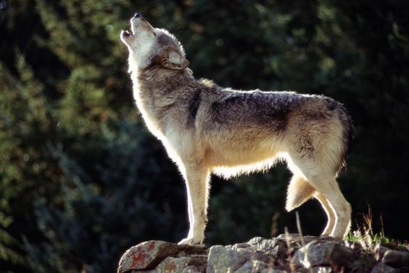 Un lobo, en una imagen de archivo (Getty Images)