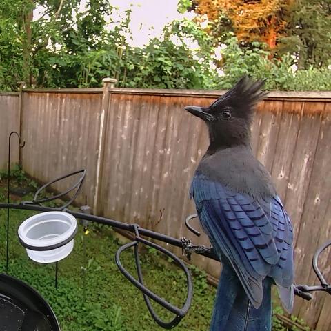 A Stellar's Jay is perched on a metal branch. They are looking off to the left with their back to the camera. They have large tuft of feathers on the top of their head and the black goes into the body which is blue. On the wings the feathers have darker blue bands.