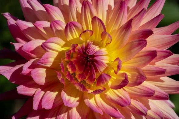 Dahlienblüte