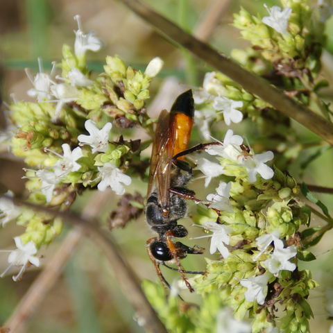 Längliches, schwarz und rotbraun gefärbtes Insekt, kopfüber in weißen Blüten.