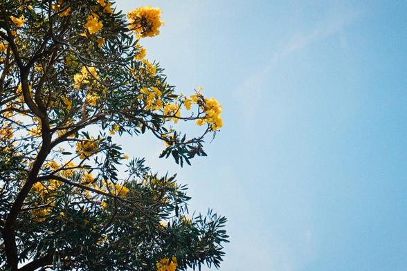A tree with yellow flowers blooming on it.