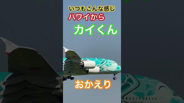 8/26 カイくんハワイからいつもこんな感じ　笑顔で帰ってくる👀🤭#shorts #成田空港 #成田空港ライブ #フライングホヌ #loveflightjack#さくらの山公園