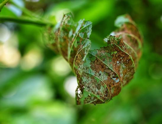 A close-up, macro shot of a single, damaged leaf. The leaf is curled into a tube shape, with some parts appearing bright green and others a pale brown. The surface is full of many small, irregular holes, creating a web-like, lace pattern of decay. The background is a soft, blurry mix of bright and dark green, suggesting other foliage, with faint circular bokeh highlights.