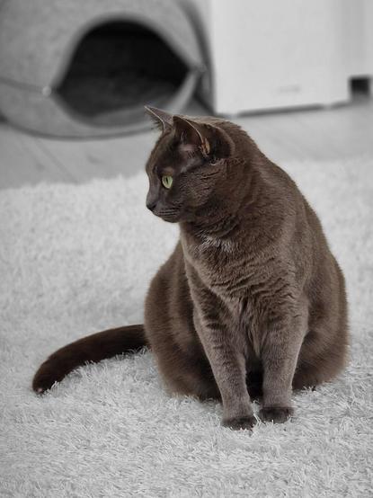 [https://memories.brush-and-tale.com/wp-content/uploads/2025/04/Koko.Rose_250991-file.jpeg]

Koko the Great 🐈

#cats #meow #kitty #kitten #kittens #catlover #catlife #catlove #catlovers #catsoftheworld #catoftheday #cutecats #cats_of_world #fluffycat #furryfriends #ilovecats #catscorner #catpics #catphoto #catsofmasto #catsofmastodon #purrfect #KokoAndRose…