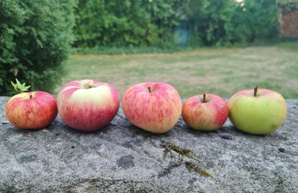 5 Äpfel auf einer mauer
