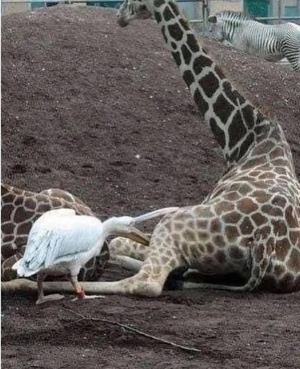 Pelikan versucht eine Giraffe zu fressen