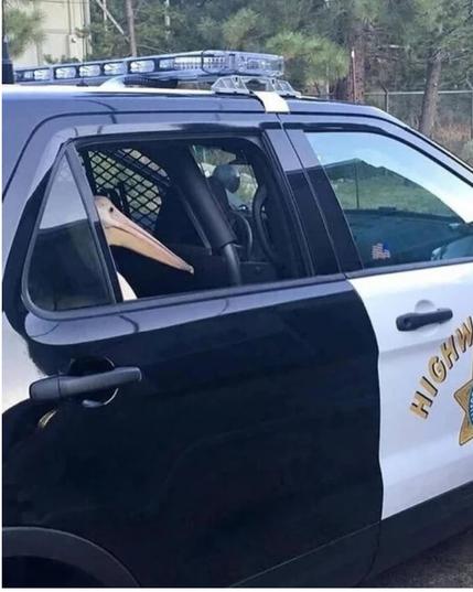 Pelikan sitzt auf dem Hintersitz in einem Highway Partol Auto. Schaut aus, als wäre er ein Verbrecher.