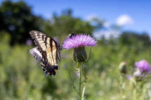 Yellow and black butterfly and a bee on a purple thistle flower, with a field and trees blurry in the background.