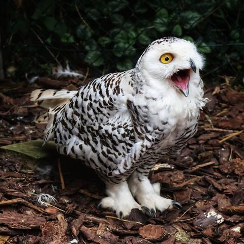 A full-body, close-up shot of a Snowy Owl, facing to the right with its mouth wide open, mid-shriek. Its bright yellow eyes are open wide. The owl's feathers are a mix of pure white and dark brown splotches, particularly on its wings and back. Its talons are visible at the bottom, partially covered by white, fluffy feathers. The owl is perched on a bed of dark reddish-brown wood chips and soil. The background is dark and blurry, with a glimpse of a wire fence.