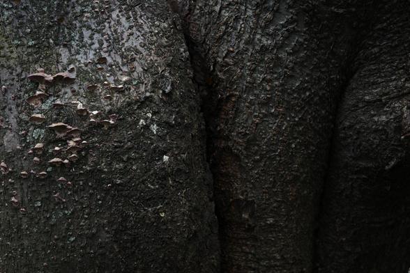 Scabby black tree trunks with lots of texture.