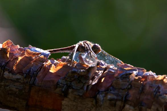 Common Darter dragonfly