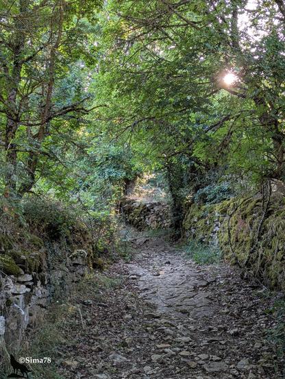 fr:Chemin forestier ombragé bordé de murs en pierre moussue, avec des arbres denses et une lumière dorée filtrant à travers les feuilles.
en: Shaded forest path bordered by mossy stone walls, with dense trees and golden light filtering through the leaves.
sp: Camino forestal sombreado bordeado de muros de piedra cubierta de musgo, con árboles densos y una luz dorada filtrándose entre las hojas.