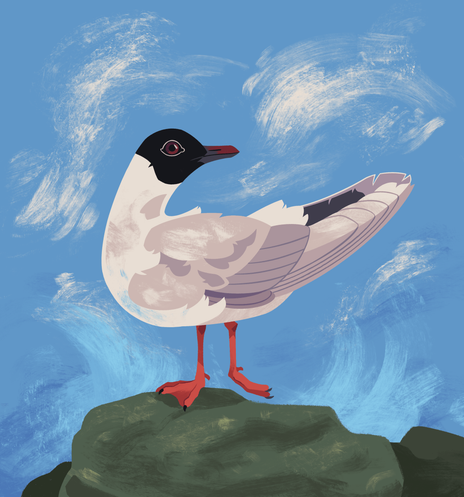 A painting of a little gull, looking back, standing on one foot on a rock.