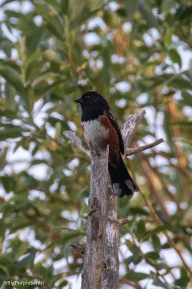 Spotted towhee photographed from a low angle. The bird is sitting at the very top of a branch. The bird has a black head, white tummy, and chestnut-colored sides.