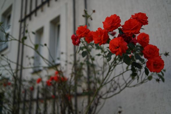 Rosen an einem Spalier am Wohnhaus