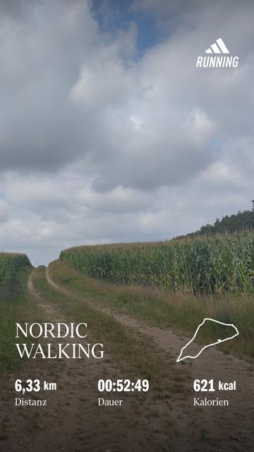 Picture of corn standing high in Holstein near Kiel, Germany taken during today's Nordic Walking run.