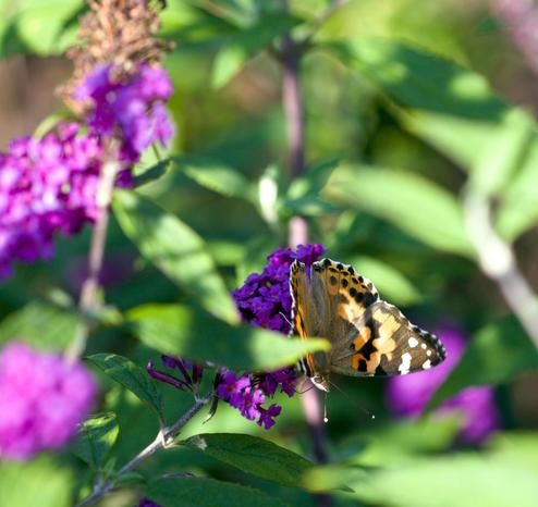 Ein Schmetterling, Distelfalter, sitzt auf einer Blüte einer Buddleja. Der Schmetterling sitzt kopfabwärts mit gespreizten Flügeln auf der Blüte, die Flügel sind dunkelbraun und blas orange gefleckt, ein Flügel wird vom Sonnenlicht angestrahlt. Die Blüten sind hell violett.
