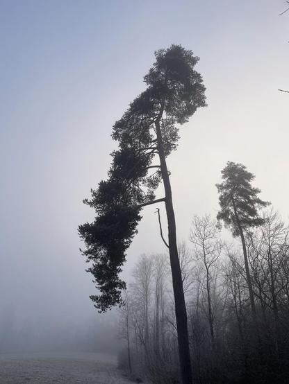 Foto von zwei Bäumen