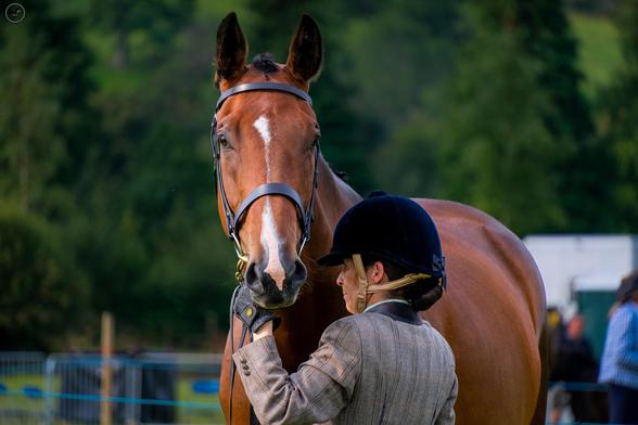 brown horse looking at the camera with rider stood alongside