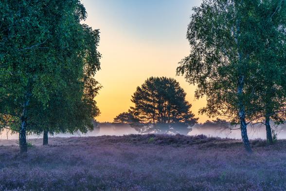 Im Vordergrund die Heidefläche gehüllt in Nebel. Links und rechts wir das Bild durch Bäume eingerahmt. In der Mitte im Hintergrund steht ein Baum. Der Himmel ist gelborange und oben Blau.