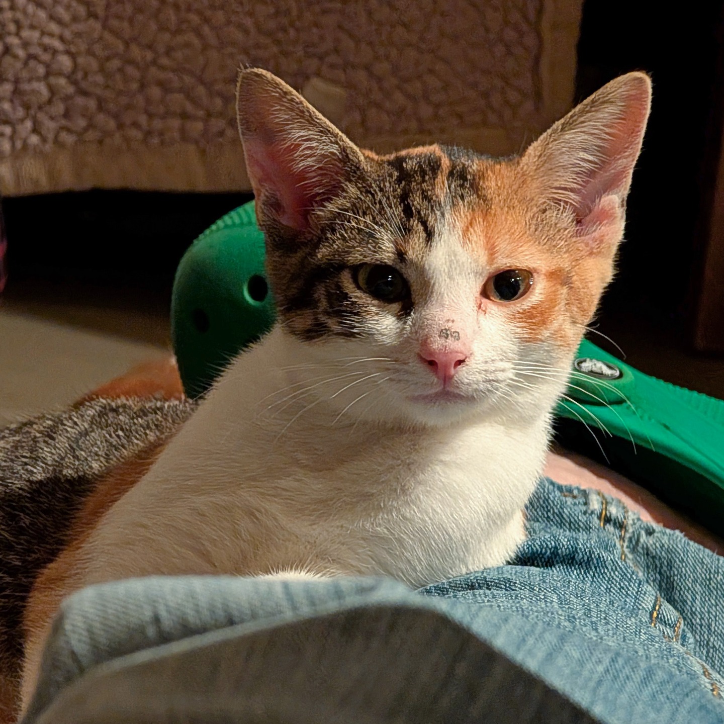 Very casual foster kitten strikes a pose against my leg.