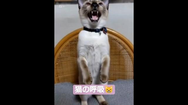 ちょこさん😺鬼滅の刃風AI生成動画です😺 #シャム猫 #たぬき猫 た #ねこのいる生活 #ai生成動画