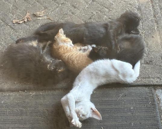 A puddle of kittens from 3 different momma cats from earlier this spring.